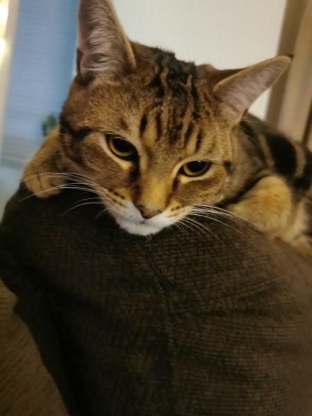 Urgent - kitten crying 🐈