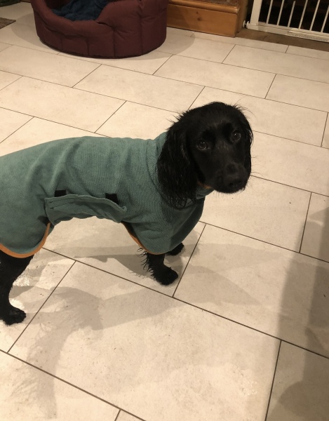 Puppy Survival Thread for New & Old Pups - Soon be Autumn 2024