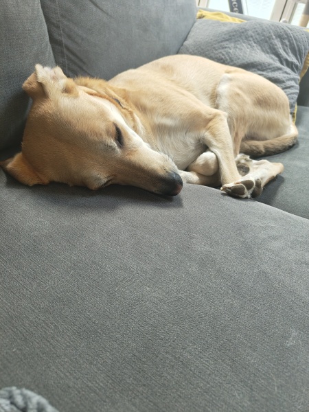 AIBU to think dog owners have low hygiene standards.