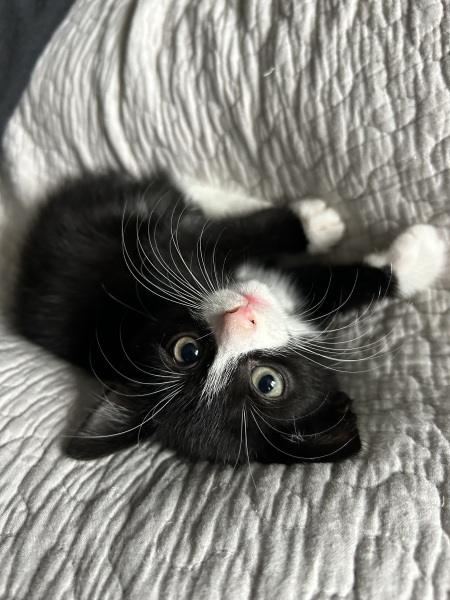 Thread 7 Starmer : Cats and Conferences