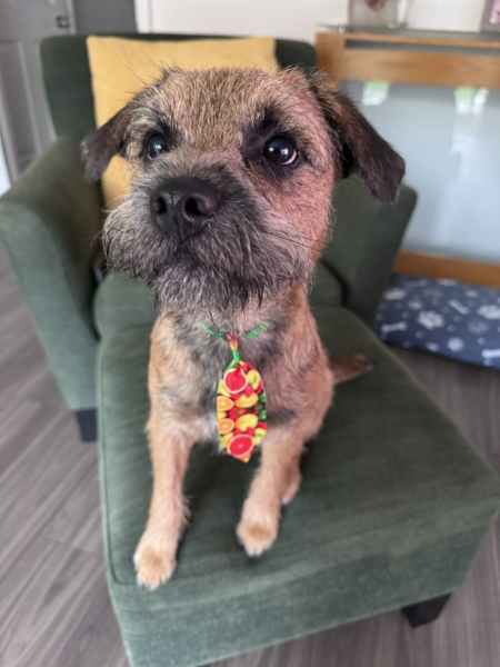 Border terriers