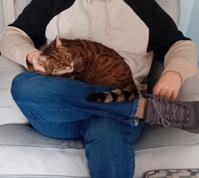 Passports, buckets and spades - the Excellent Cats go on their holidays