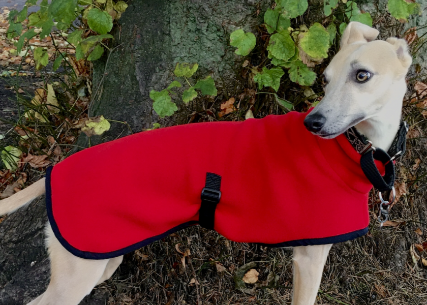 Do you walk your dog when it’s pouring all day?