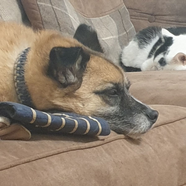 A photo of your dog right now