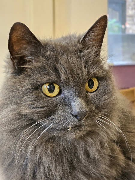 Flounders or Flouncers? The Excellent Cats continue their important debate