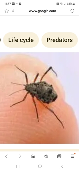 small black beetles
