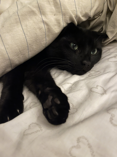 Flounders or Flouncers? The Excellent Cats continue their important debate