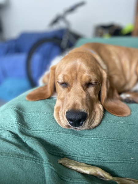 Puppy Survival Thread for New & Old Pups - Soon be Autumn 2024
