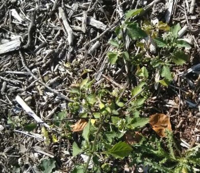 Thread 14 - TalkLair: “What The Hell Are We Supposed To Use, Man? Harsh Language?”