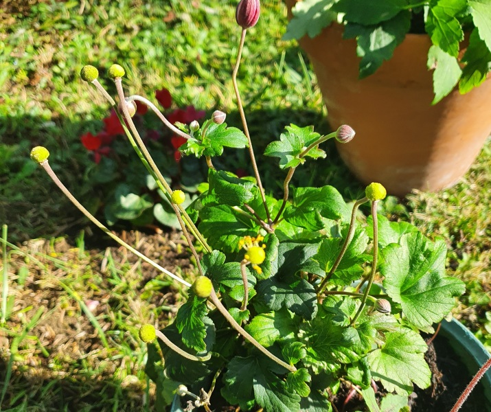 Ideas what flowers I can plant on either side please