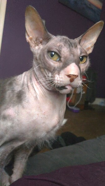 Flounders or Flouncers? The Excellent Cats continue their important debate