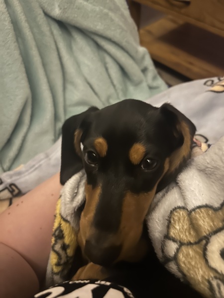 A photo of your dog right now