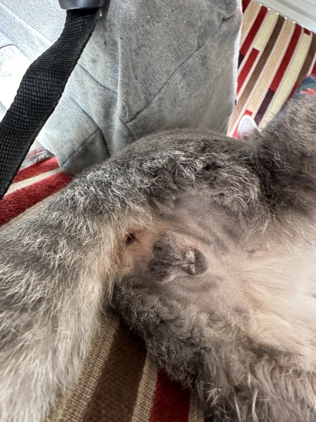 What should it look like after castration?