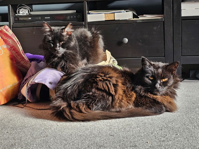 Flounders or Flouncers? The Excellent Cats continue their important debate