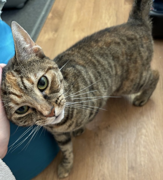 New rescue cat excessively vocal