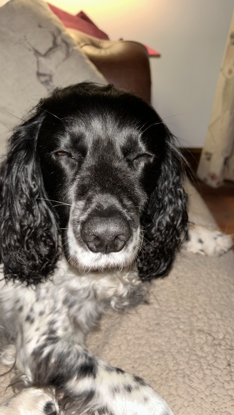 A photo of your dog right now