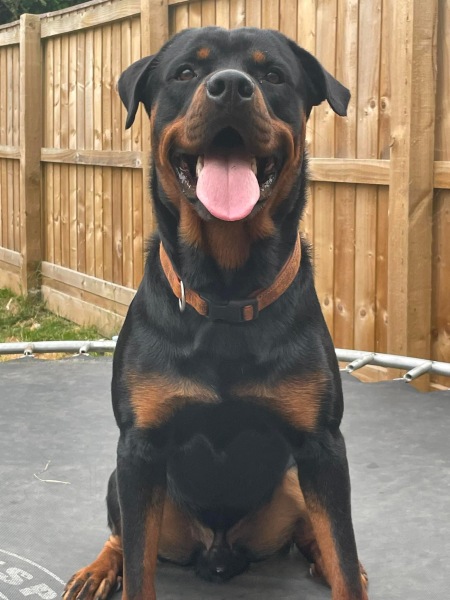 Puppy Survival Thread for New & Old Pups - Soon be Autumn 2024