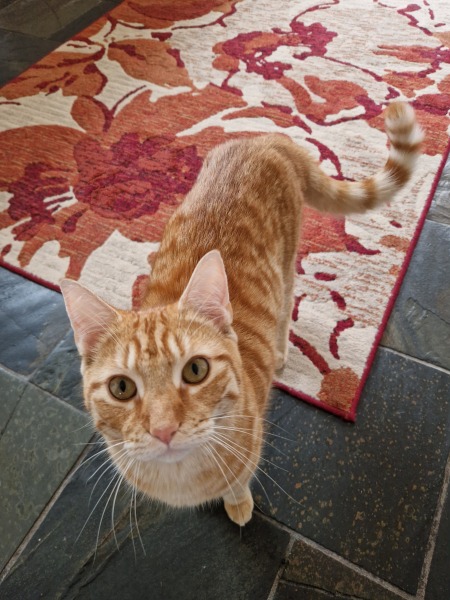 Help with a Uncooperative Pet