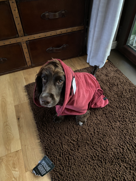 Puppy Survival Thread for New & Old Pups - Soon be Autumn 2024