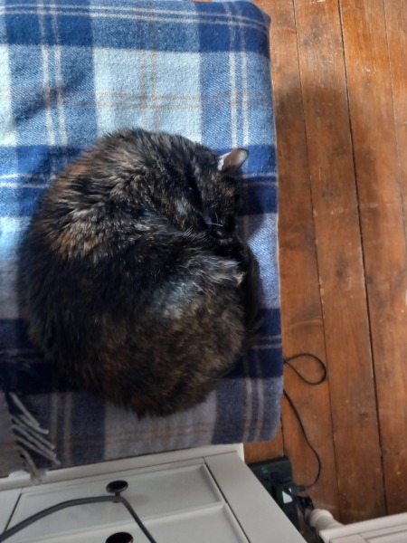Oh help me, I looked at the "cats needing homes" page!