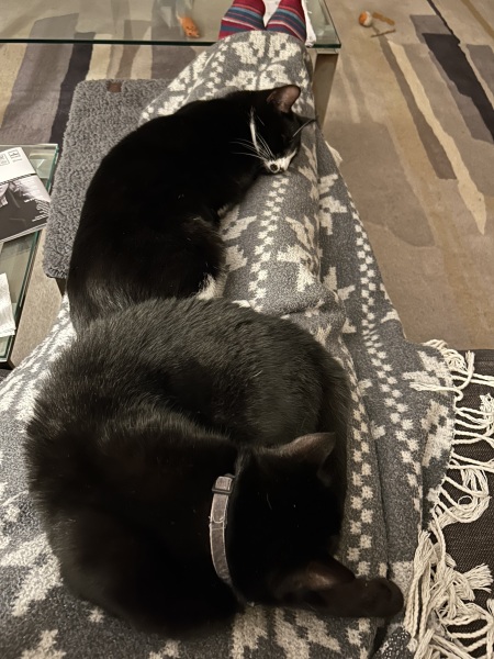 Flounders or Flouncers? The Excellent Cats continue their important debate