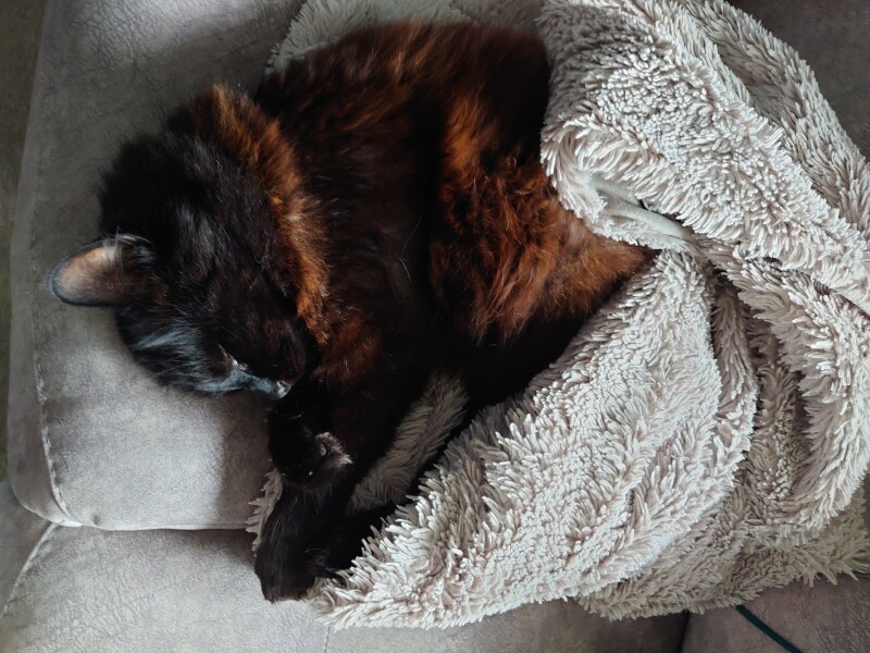 Flounders or Flouncers? The Excellent Cats continue their important debate