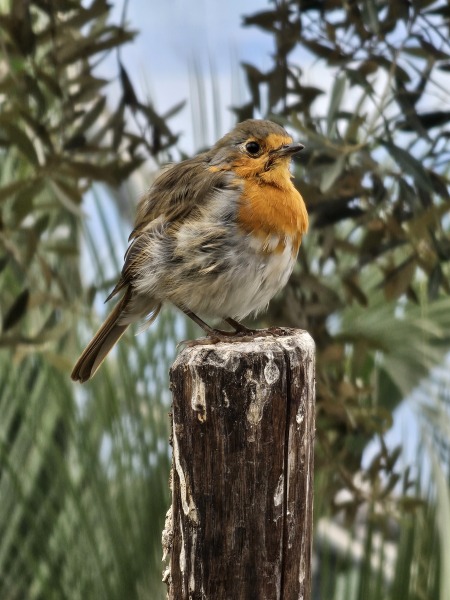 Passports, buckets and spades - the Excellent Cats go on their holidays