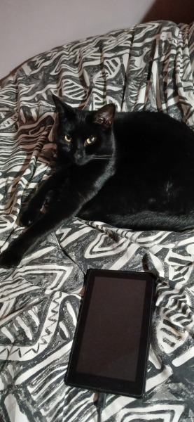 Passports, buckets and spades - the Excellent Cats go on their holidays