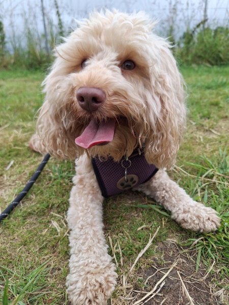 Behaviourist recommendations