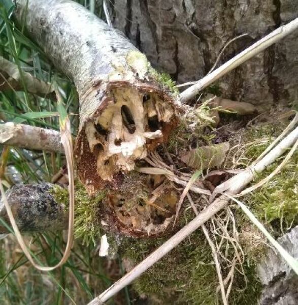 Thread 14 - TalkLair: “What The Hell Are We Supposed To Use, Man? Harsh Language?”