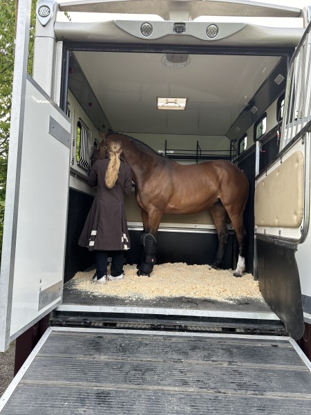 Curious about Horses and Eventing/ShowJumping