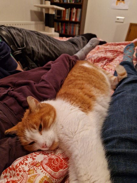 Setting up room for rescue cat