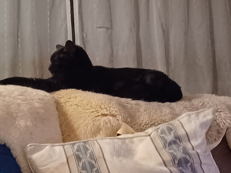 Passports, buckets and spades - the Excellent Cats go on their holidays