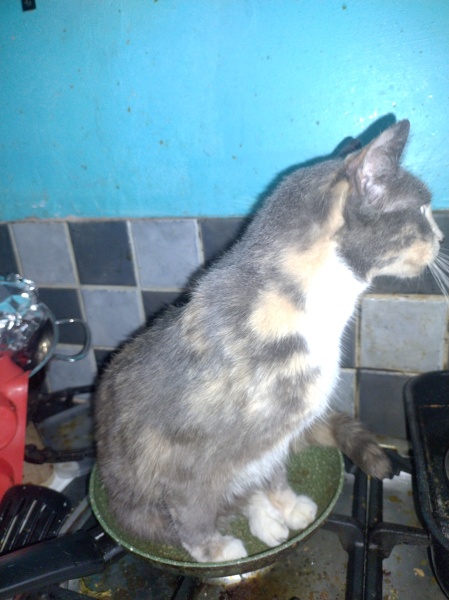 Passports, buckets and spades - the Excellent Cats go on their holidays