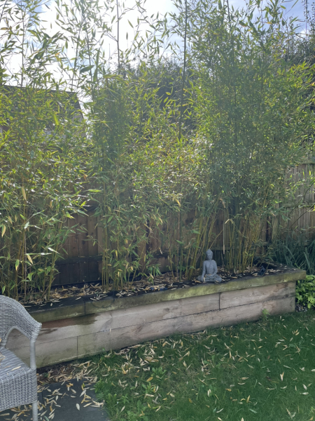 Lack of Privacy in Garden