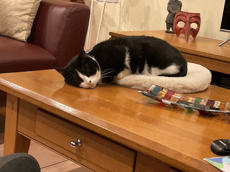 Passports, buckets and spades - the Excellent Cats go on their holidays