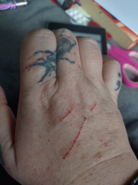 Passports, buckets and spades - the Excellent Cats go on their holidays