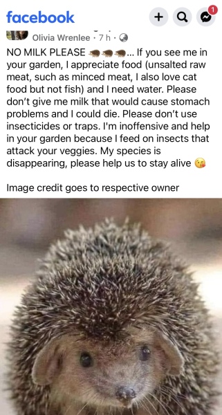Feeding hedgehogs