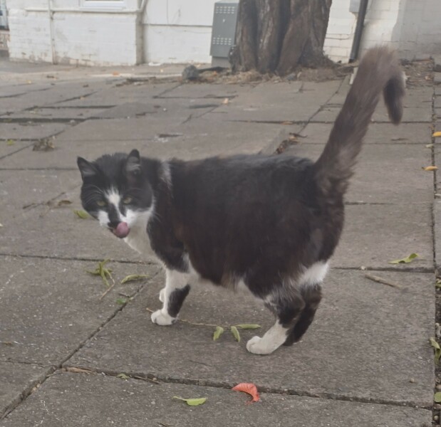 Passports, buckets and spades - the Excellent Cats go on their holidays