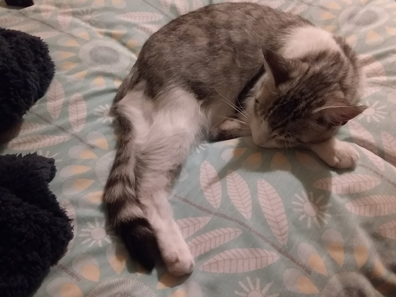 Flounders or Flouncers? The Excellent Cats continue their important debate