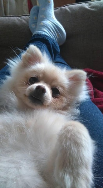 Thread 8 Starmer : Cat fur on new clothes