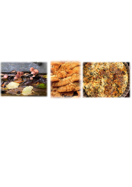 The Autumnal Christmas Chronicles Preamble thread