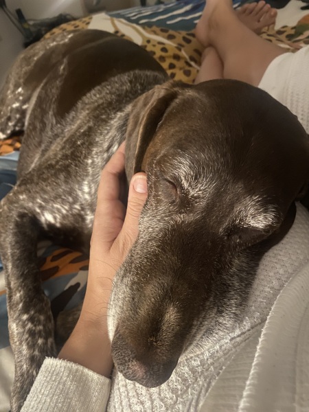 My dog makes me miserable