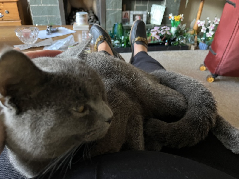 Passports, buckets and spades - the Excellent Cats go on their holidays