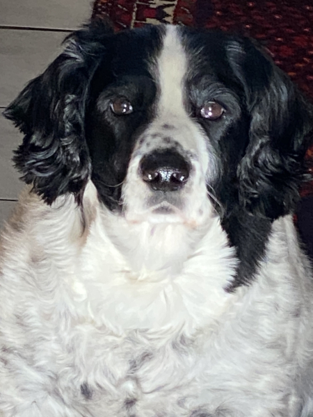 A photo of your dog right now