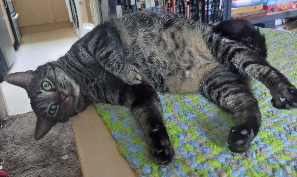 Thread 8 Starmer : Cat fur on new clothes