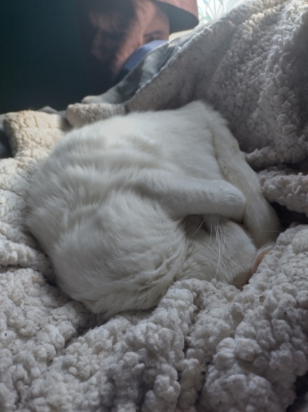 Flounders or Flouncers? The Excellent Cats continue their important debate