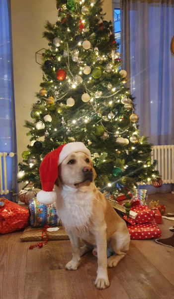 Spring has sprung...let's Countdown to Christmas 2024 (Thread 2)