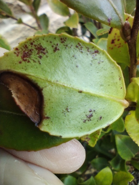Is this disease or damage?