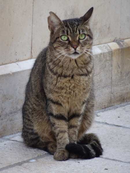 Flounders or Flouncers? The Excellent Cats continue their important debate